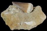 Mosasaur (Prognathodon) Tooth In Rock - Nice Tooth #96156-1